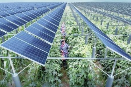 Xiamen EDRI Technology Co., Ltd. - Montagesysteme - Farmland mounting systems Farmland ground mounting systems - Art. 5454